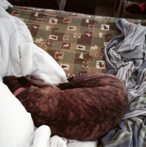 picture of Jessica's dog, Savannah, curled up on the bed