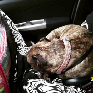 A picture of Jessica's dog Savannah riding in the car