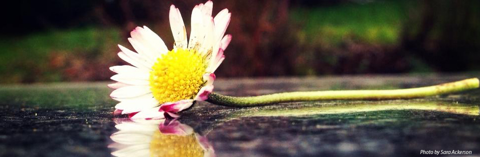 Lone daisy laying on wet ground